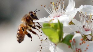 Erstmals Impfstoff für Bienen zugelassen