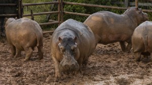 Dutzende Nilpferde auf Farm von Pablo Escobar sterilisiert