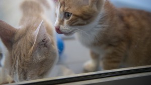 Französisches Paar hielt fast 160 Katzen in seiner Wohnung