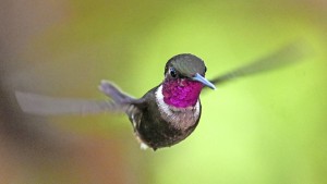 Banken errechnen Natur-Abhängigkeit