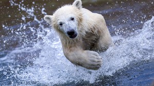 Wer Eisbären jagt, ist ein böser Inuit