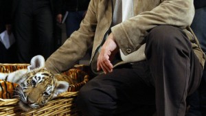 Putins freigelassener Tiger macht Tierschützern Sorgen