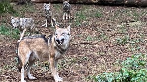 Weiter Rätsel um Vaterschaft für Nachwuchs im Wolfsrudel