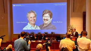 Nobelpreis für Medizin 2024 geht an Entdecker der microRNA