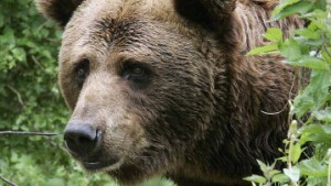 Schwester von „Problembär“ Bruno tötete Jogger in Italien