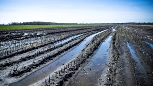 EU-Staaten beschließen umstrittenes Naturschutzgesetz