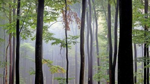 Mehr als Geisterwelten und Naturidylle