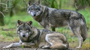 Wolfspopulation in Hessen nimmt zu