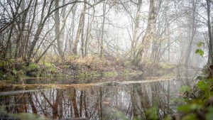 Klimagipfel streicht Natur aus Abschlusstext