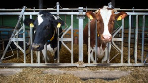 Belastete Milch in Nordrhein-Westfalen entdeckt