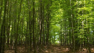 Im Wald, da sind die ...