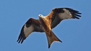 Mit Mäusen gegen Windräder