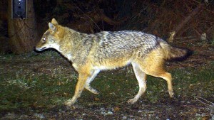 Goldschakal in Hessen gesichtet