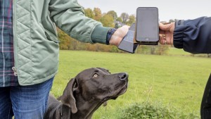 Erste Stadt mit digitaler Hundemarke