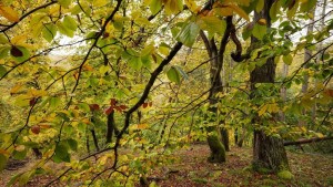 Weniger Naturschutz, mehr Holzwirtschaft im Staatswald?