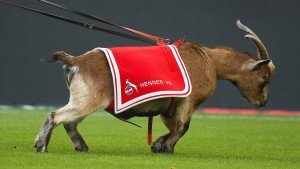 Bock auf Chaos beim 1. FC Köln