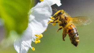 Grüne schwärmen für die Bienen