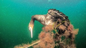 Fast jeder Fisch trifft auf Plastik