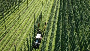 Hopfenbauern beklagen weniger Ernte und höhere Kosten