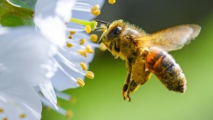 EU verbietet bienengefährdende Wirkstoffe