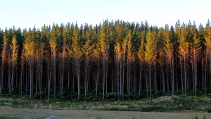 Wie Neuseeland seinen Wald rettet