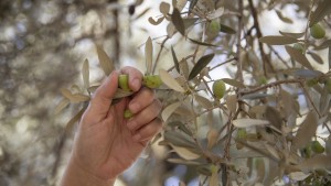 Das Olivenöl ist wieder besser – ein bisschen