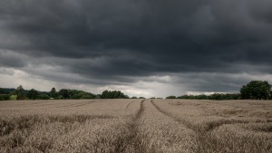 Die Bauern hoffen auf Sonne