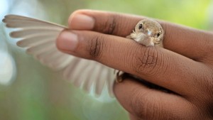 Zugvögel, die fragilen Kontinentalflieger