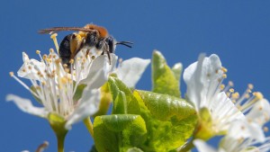 Wie wir Bienen beim Bestäuben helfen können