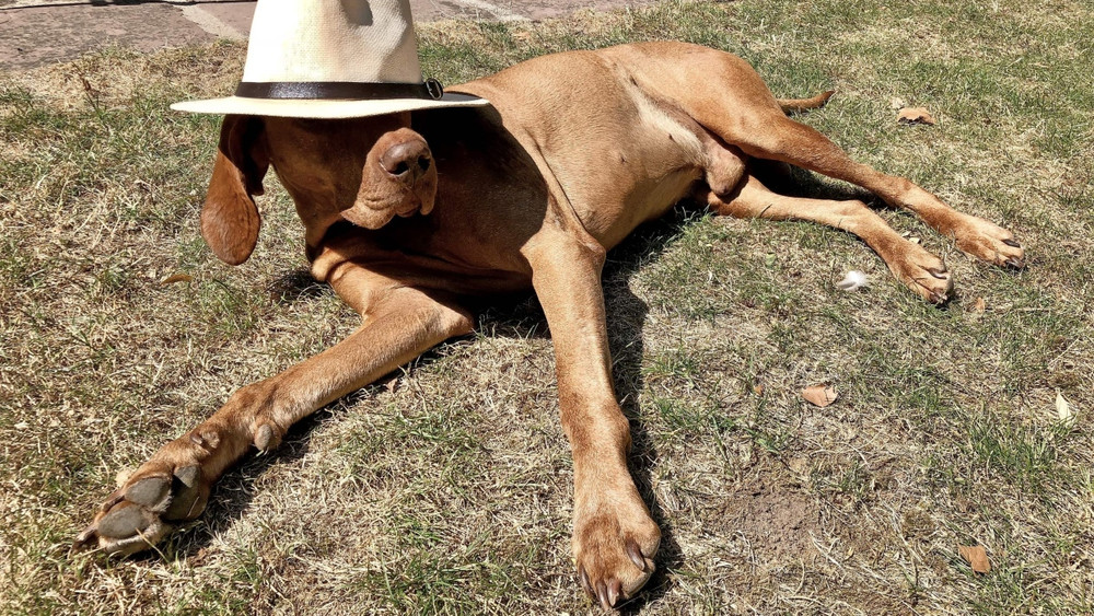 Unvergessen: Erinnerung ist wie ein Hund, der sich hinlegt, wo er will. Und auch wie er will.