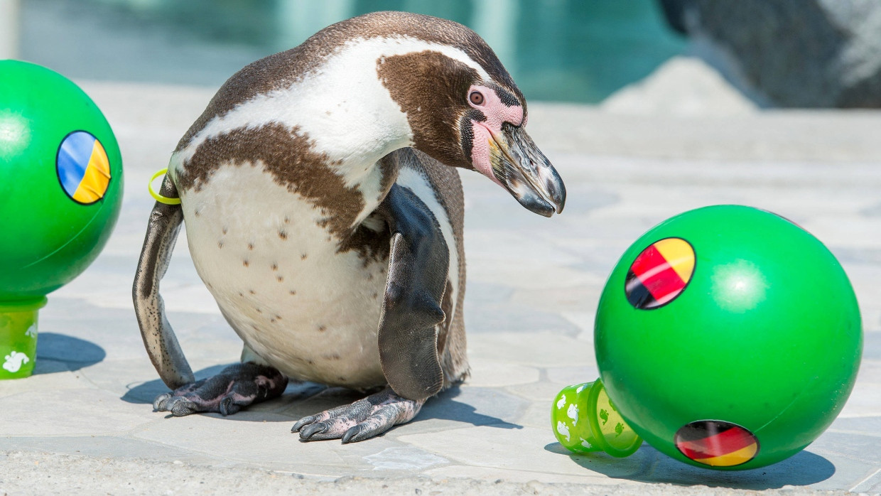 Der Orakel-Pinguin Flocke durfte auch schon einmal Verlobungsringe überbringen.