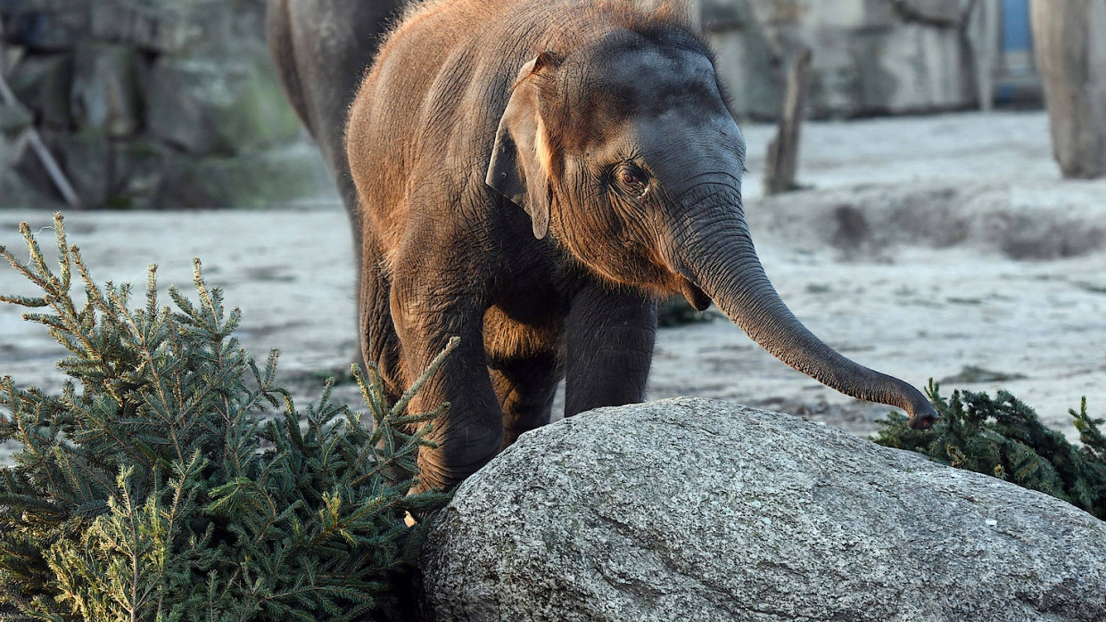 Festschmaus im Tierpark Friedrichsfelde in Berlin: unverkaufte Weihnachtsbäume werden an die Elefanten verfüttert.