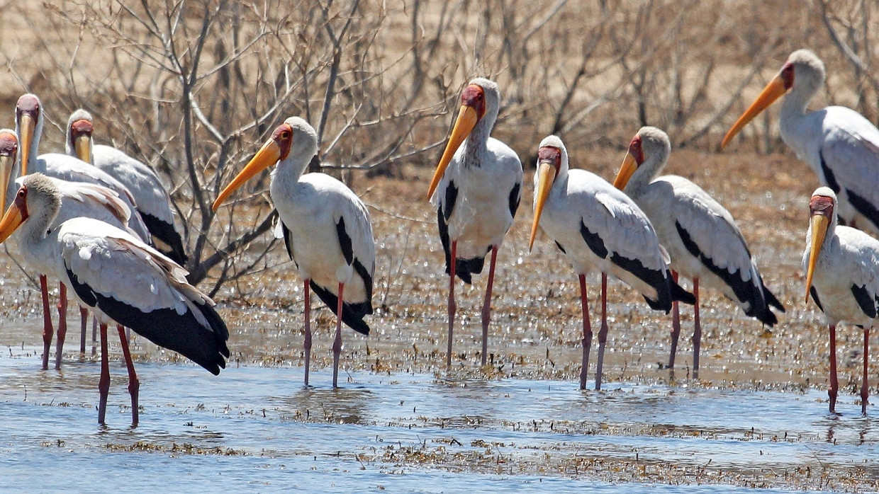 Beliebt bei Vogeljägern: Am Khor Kalabsha rasten im April 2016 viele Nimmersatte.