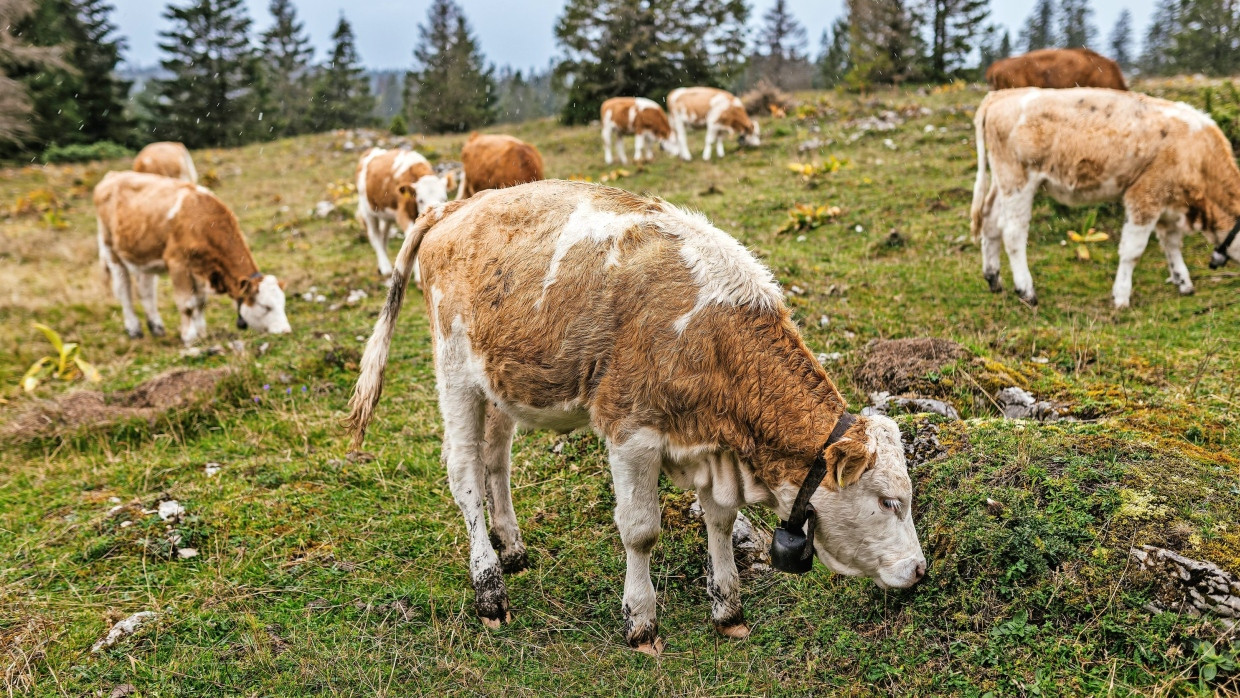 Frische Luft und das Gebimmel von Kuhglocken trösten im Zweifel über das Ende des Verbrenners hinweg: Diese Wiederkäuer sind Bewohner des Kantons Waadt in der Schweiz.