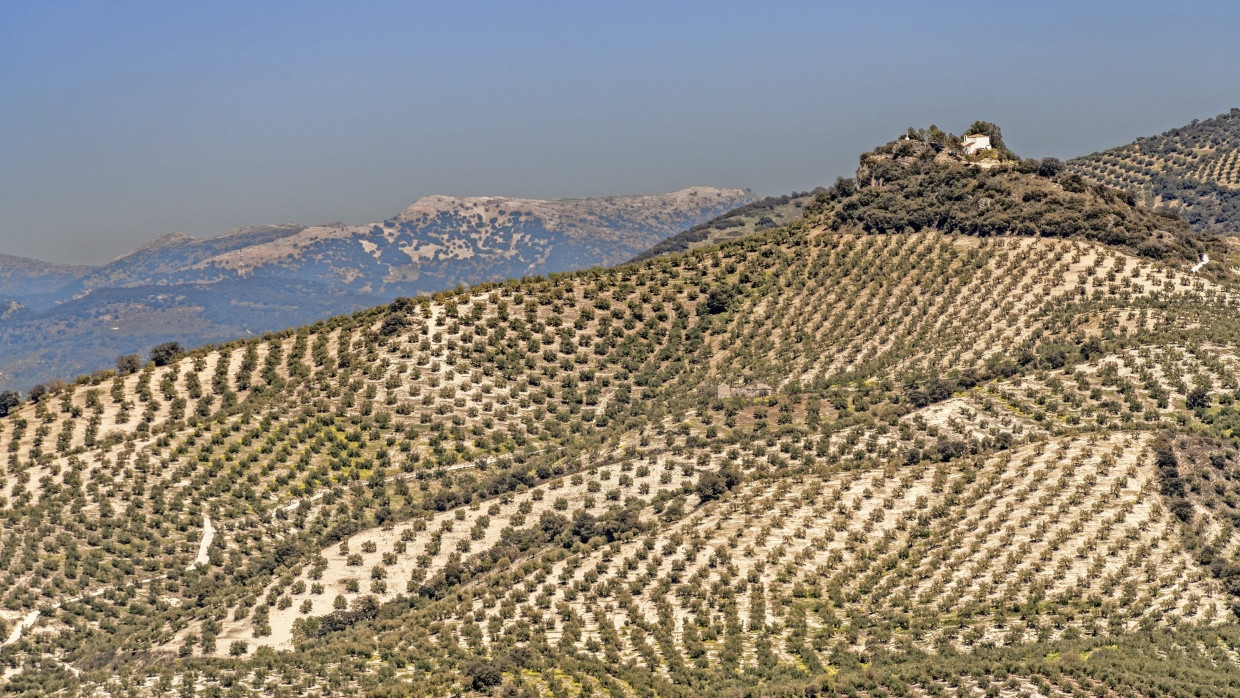 Die Schönheit der Landschaftsgeometrie: Keine andere Pflanze neben dem Weinstock  und dem Teestrauch  modelliert die Topographie so kunstvoll wie der Olivenbaum.