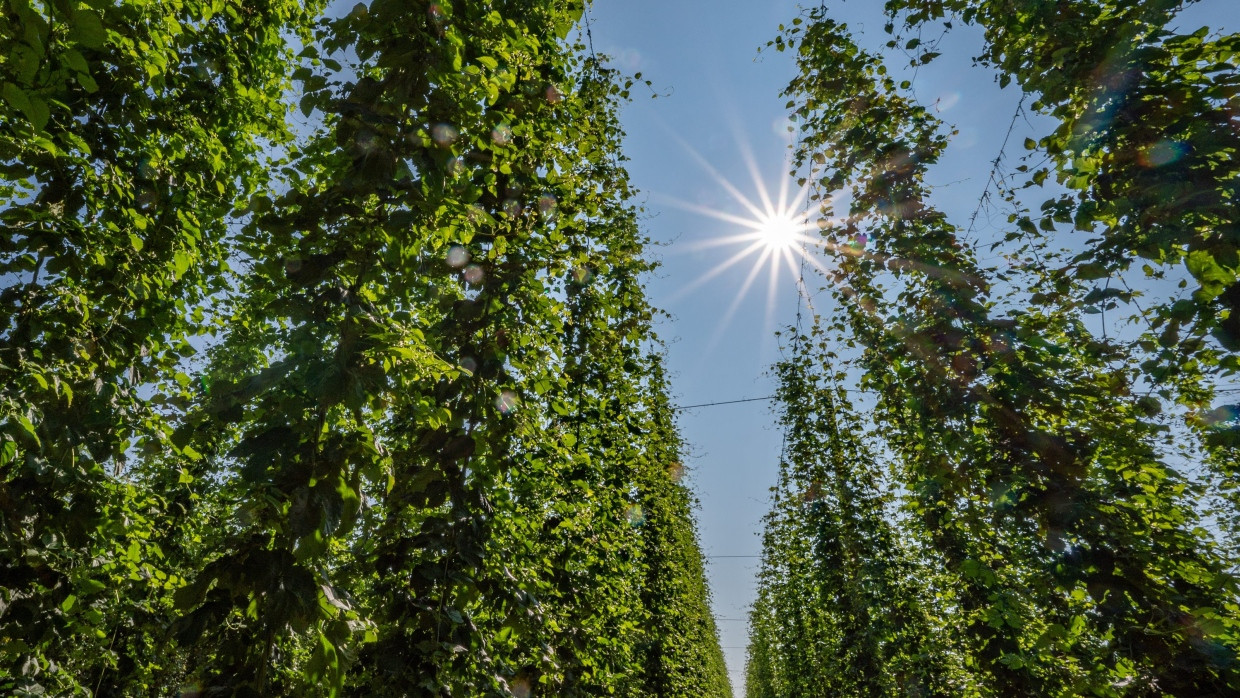 Wer durch die Hallertau in Bayern fährt, kommt kilometerweise an Hopfenplantagen vorbei.