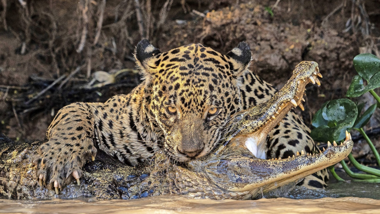 Raubtier jagt Raubtier: Ein Jaguar erlegt in einem Sumpfgebiet in Brasilien einen Kaiman.