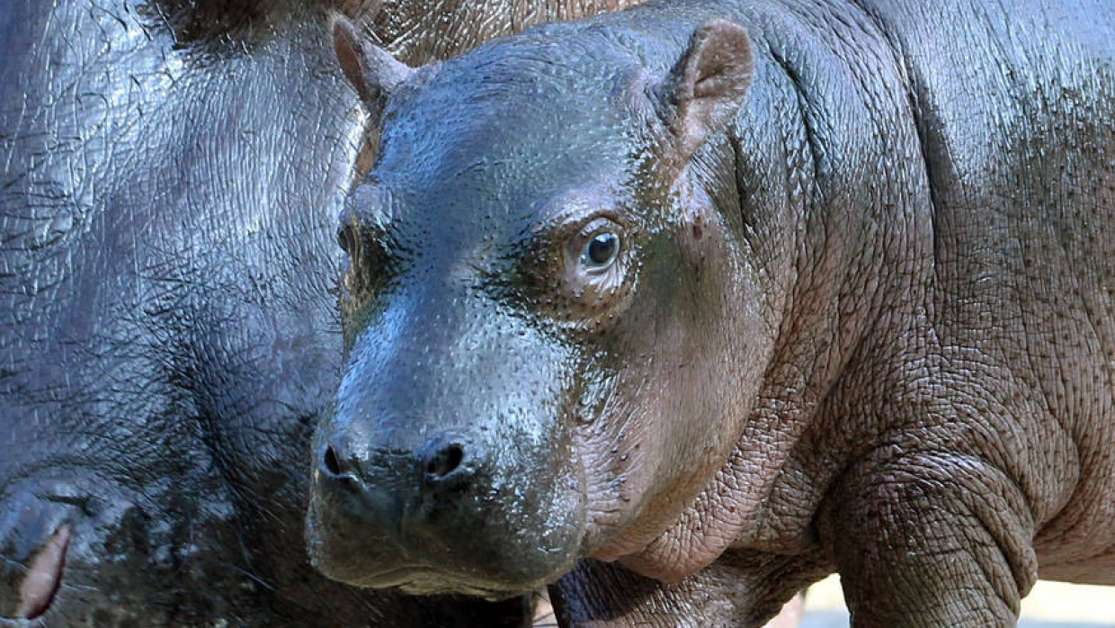 Nilpferddame „Nicole“, eine Enkelin der legendären „Bulette“ und damit auch Teil der Berliner Inzuchtgeschichte, führt im November 2011 ihr Jungtier vor