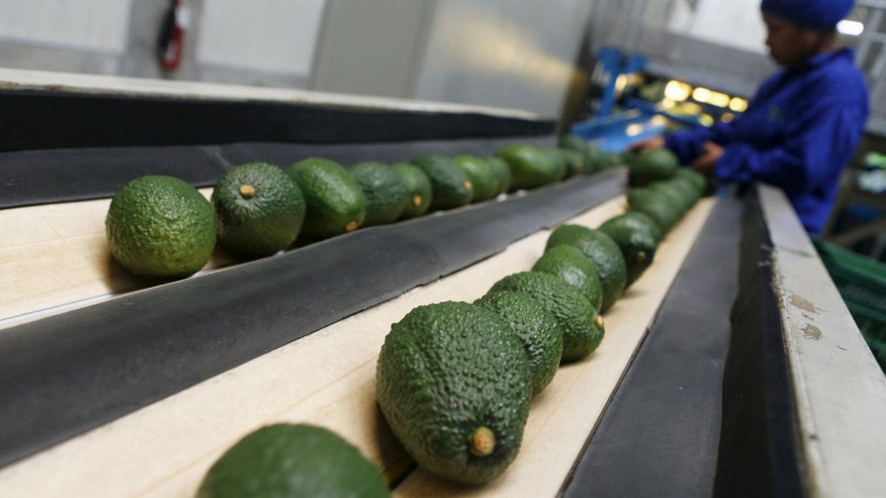 Avocado in einem Logistikzentrum in Peru