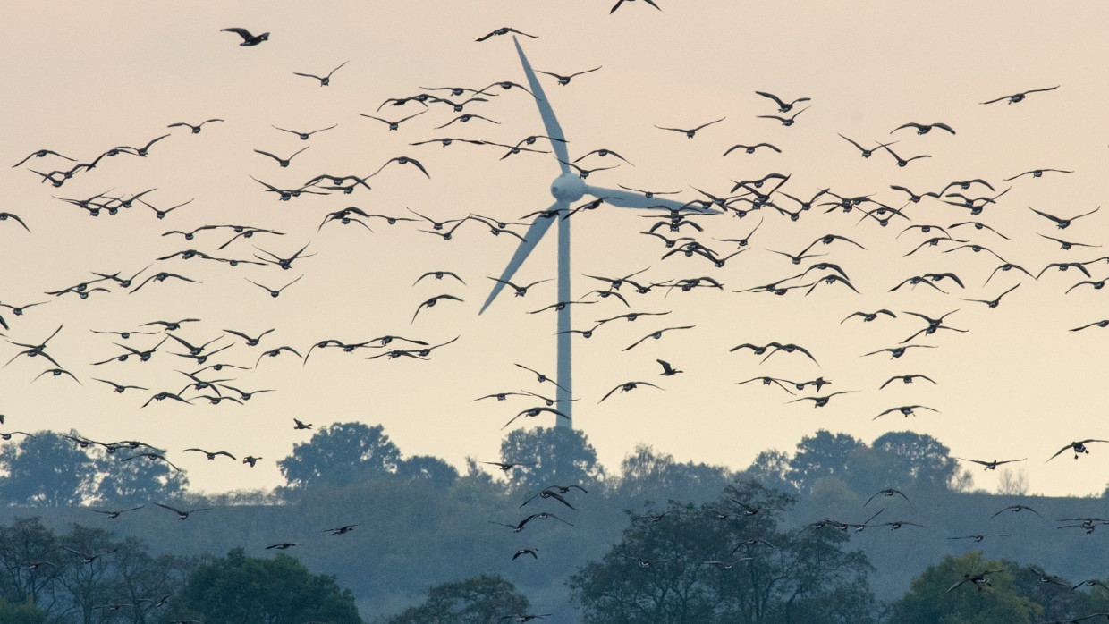 Wildgänse fliegen am Himmel über dem Oderbruch, während sich im Hintergrund ein Windrad dreht.