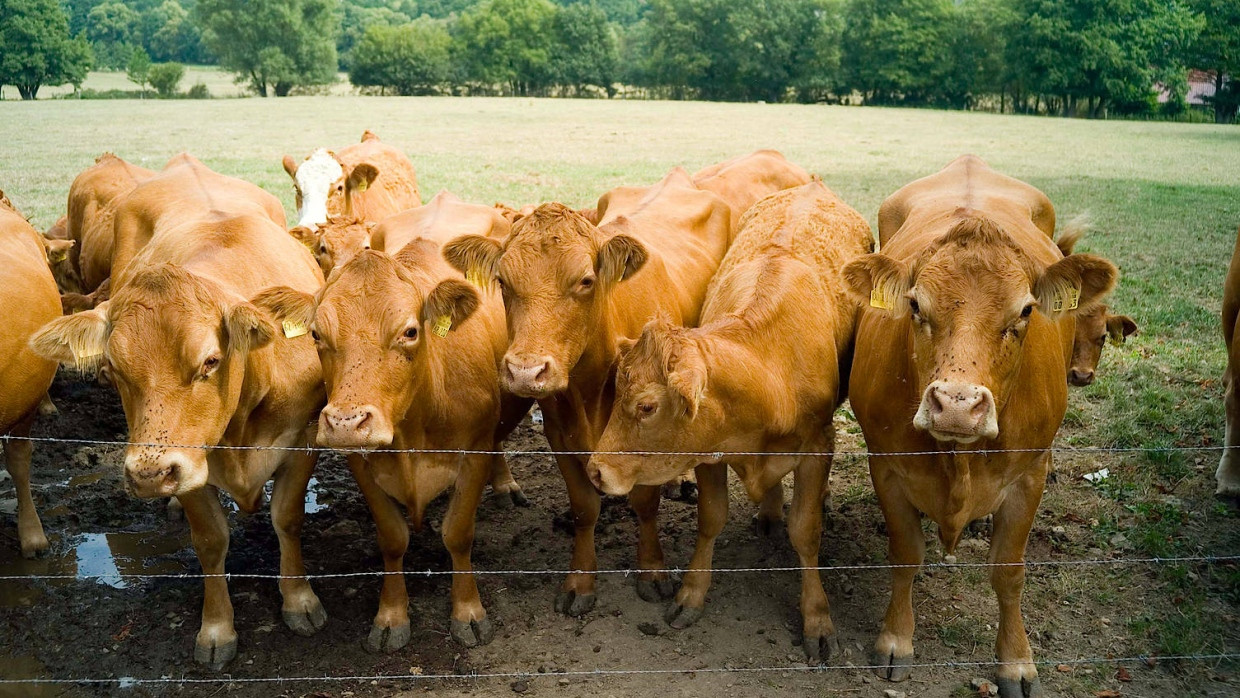 Tierhaltung mit Auflagen: Für 3853 hessische Betriebe gelten wegen des Blauzungenkrankheit-Sperrgebiets behördliche Einschränkungen (Symbolbild).