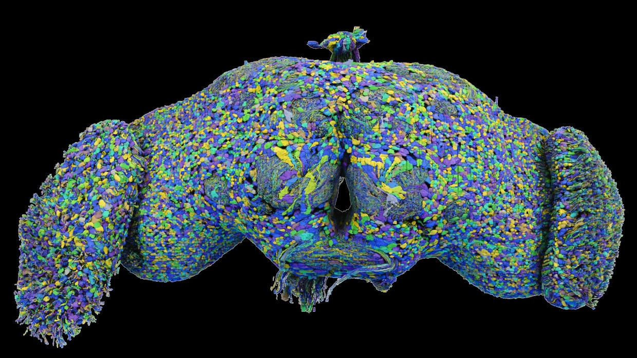 Visualisierung des „Konnektoms“ des Gehirns einer Fruchtfliege