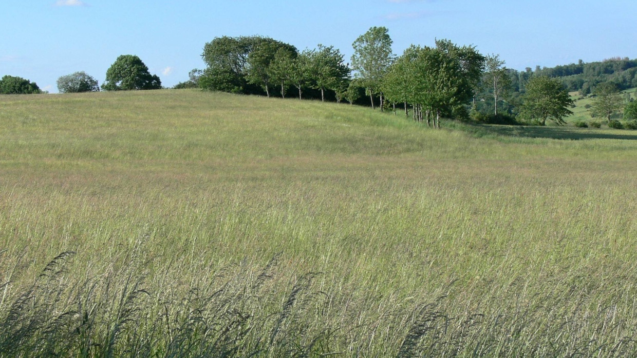 Was früher aus der Not karger Basaltböden geboren war, erfreut heute Auge und Natur – endloses Grasland prägt die Höhen im nördlichen Vogelsberg.