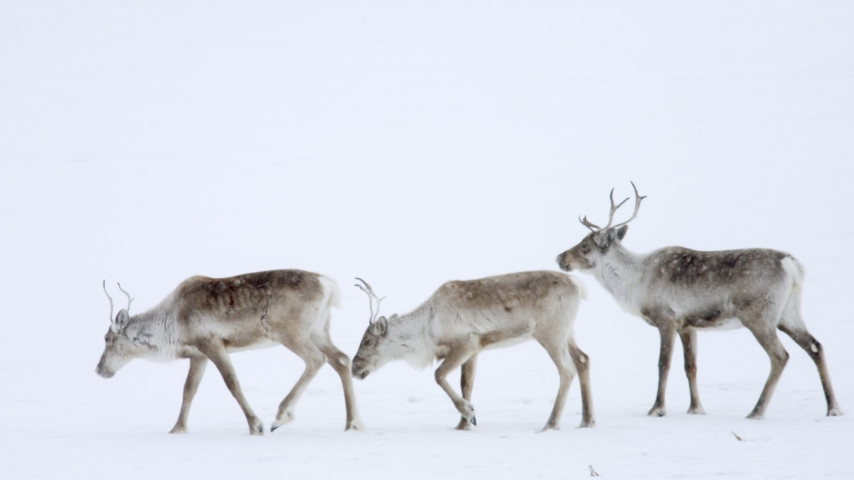 Karibus fressen Moos unter dem Schnee. Ist der Boden vereist, kommen sie nicht an Nahrung