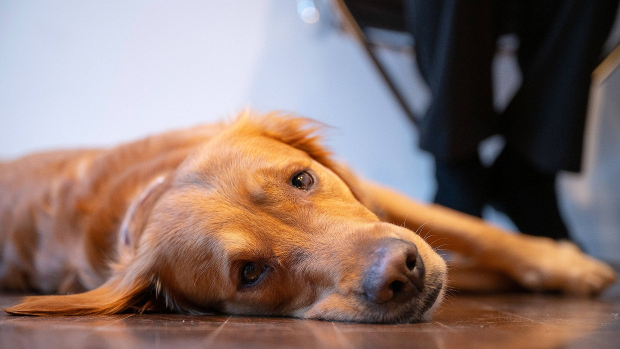 Therapiehund Watson arbeitet nicht im Krankenhaus, sondern ist speziell ausgebildet, um schutzbedürftige Verletzte und Opfer in Prozessen vor Gericht zu begleiten.