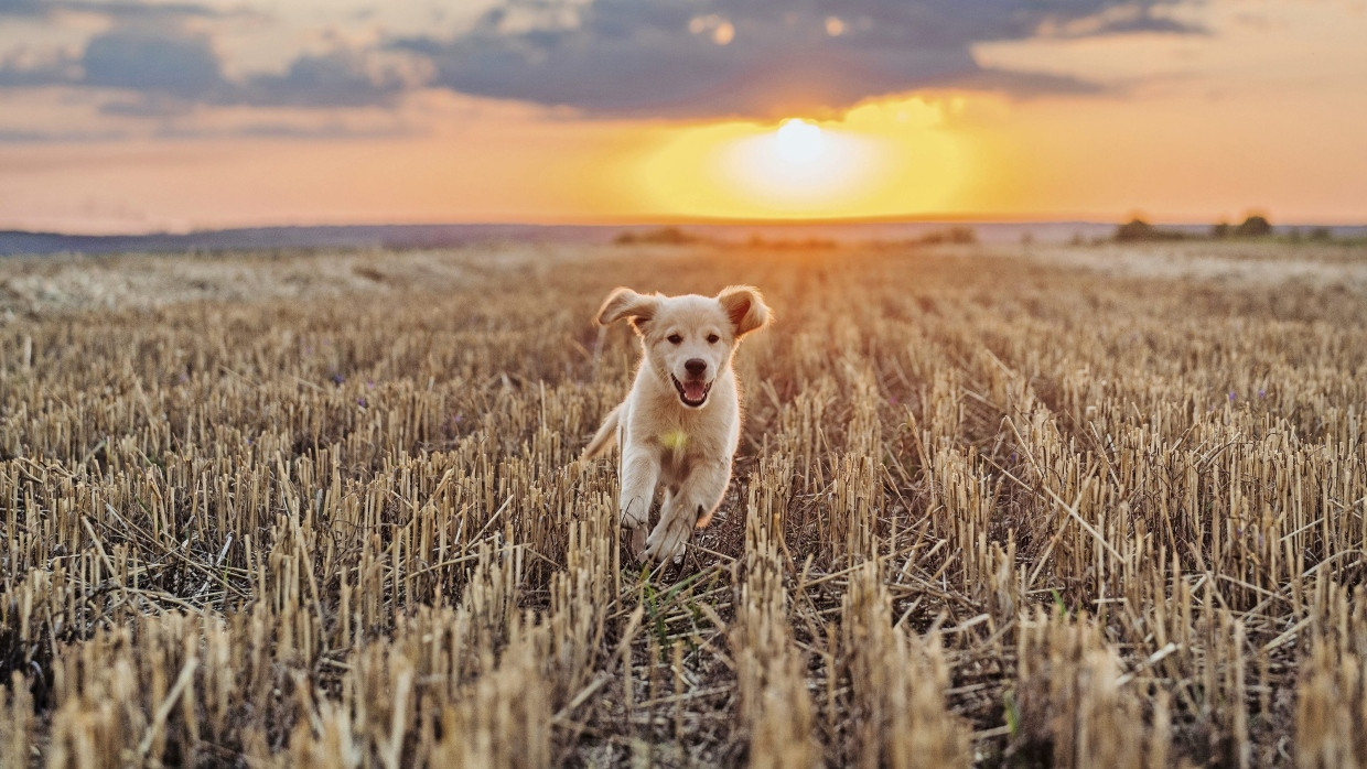 Teilzeittier: Wer Hunde liebt, aber keinen halten kann, ist hier richtig.