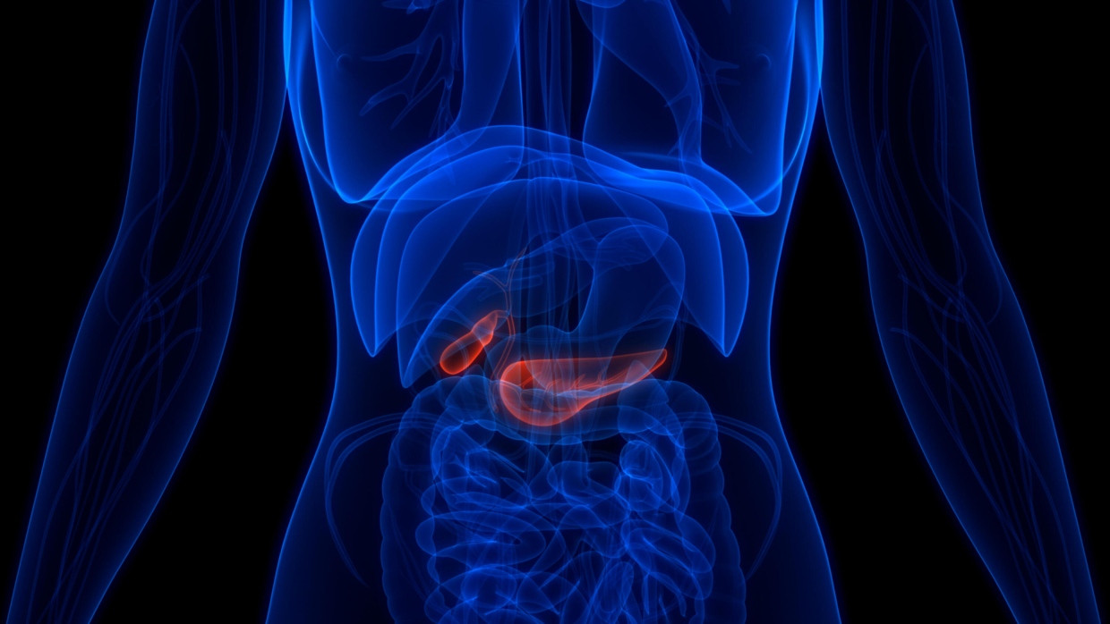 Die Bauchspeicheldrüse ist mit ihren rund 100 Gramm zwar ein Leichtgewicht, doch sie hat zwei lebenswichtige Aufgaben: Im endokrinen Drüsengewebe werden die Hormone Insulin und Glukagon gebildet; zugleich werden im exokrinen Drüsengewebe Verdauungssäfte produziert.