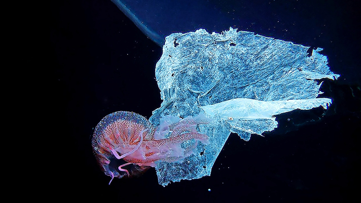 Trügerische Ästhetik: Eine Qualle droht sich in einem Plastikfetzen zu verfangen.