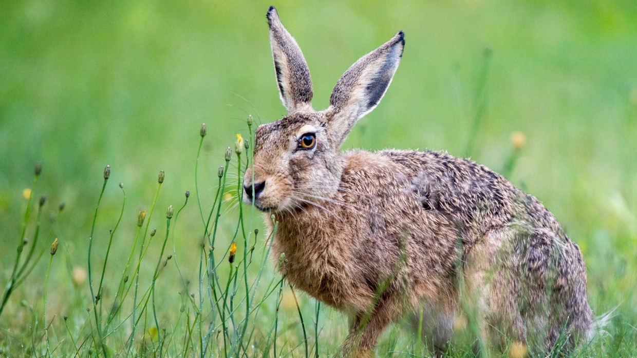 Trotz Ostern nur selten anzutreffen: Der Feldhase steht auf der Roten Liste.