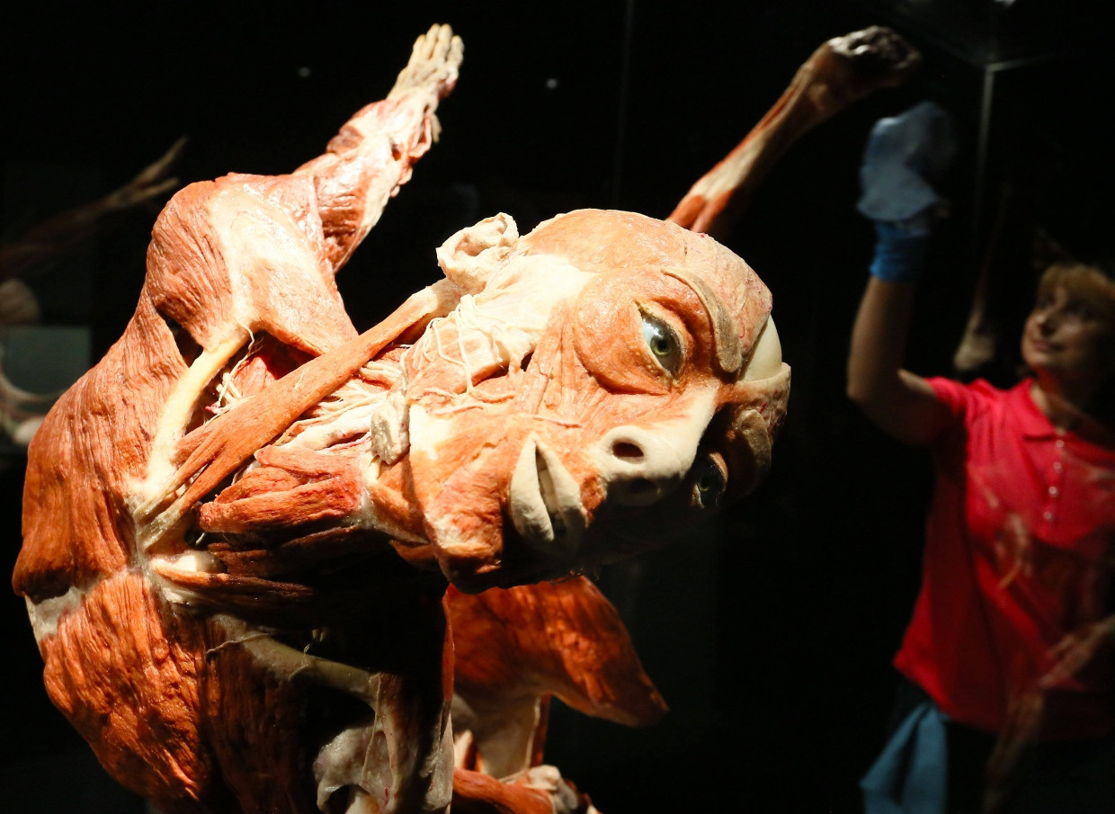 Das Plastinat „Balletttänzerin“ im Berliner Körperwelten-Museum „Menschen Museum“ in einer Vitrine